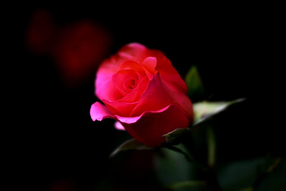 Red Rose