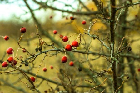 Rose Hips photo