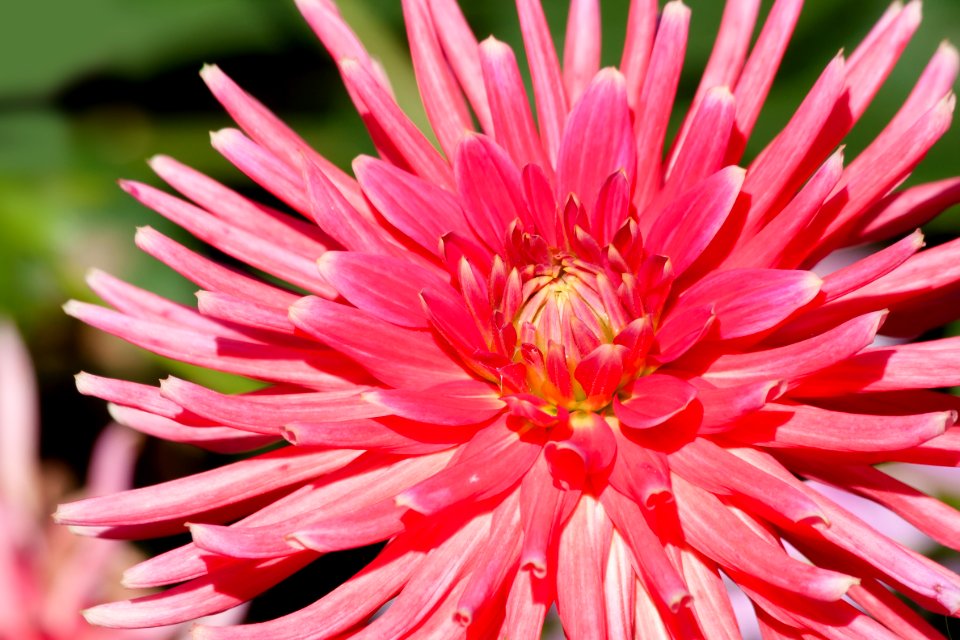 Pink Flower Illustration