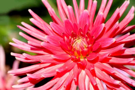 Pink Flower Illustration