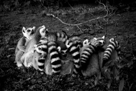 Gray Scale Of Lemur photo
