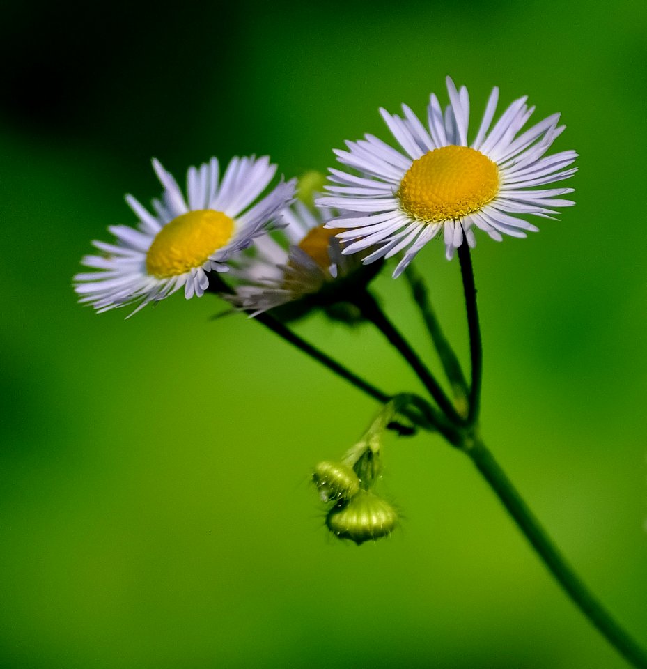 Selective Focus Photo Of Daisy Flowers