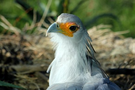 Secretary Bird In Nest photo