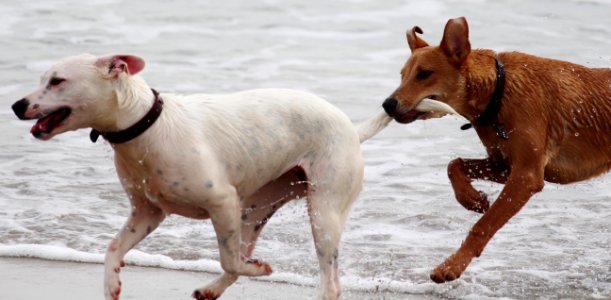 White Short Coat Dog photo