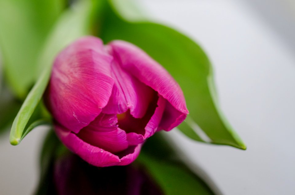 Purple Tulip Bud