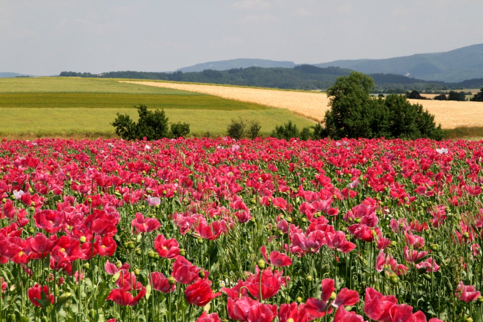 Field Of Poppies In Agricultural Landscape