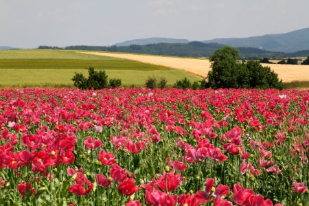 Field Of Poppies In Agricultural Landscape photo