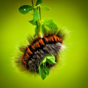 Hairy Black And Brown Caterpillar photo