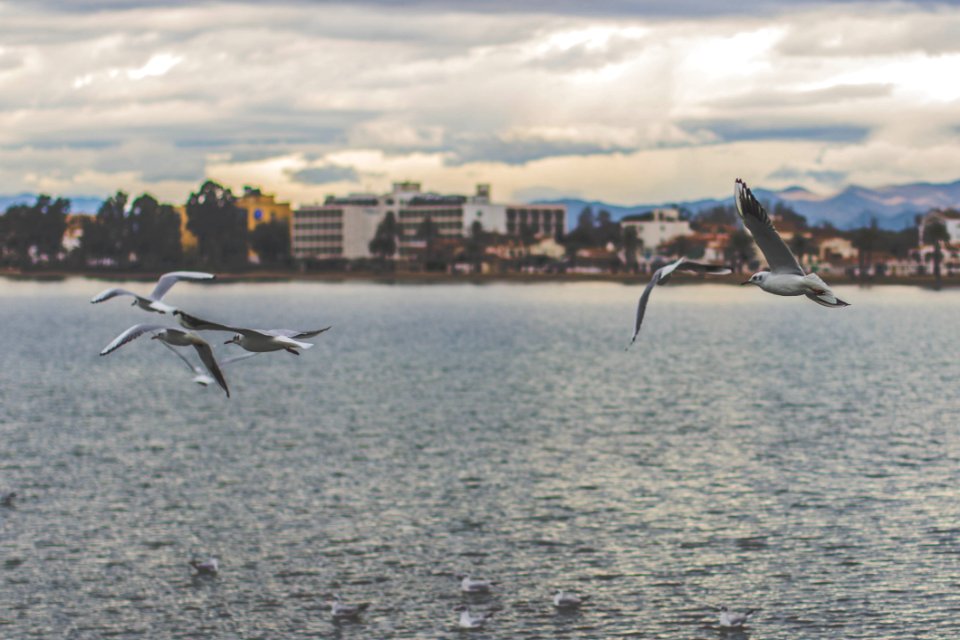 Flock Of White And Black Albatross Above Sea At Daytime