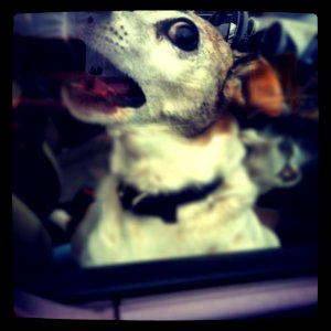 Barking Dog