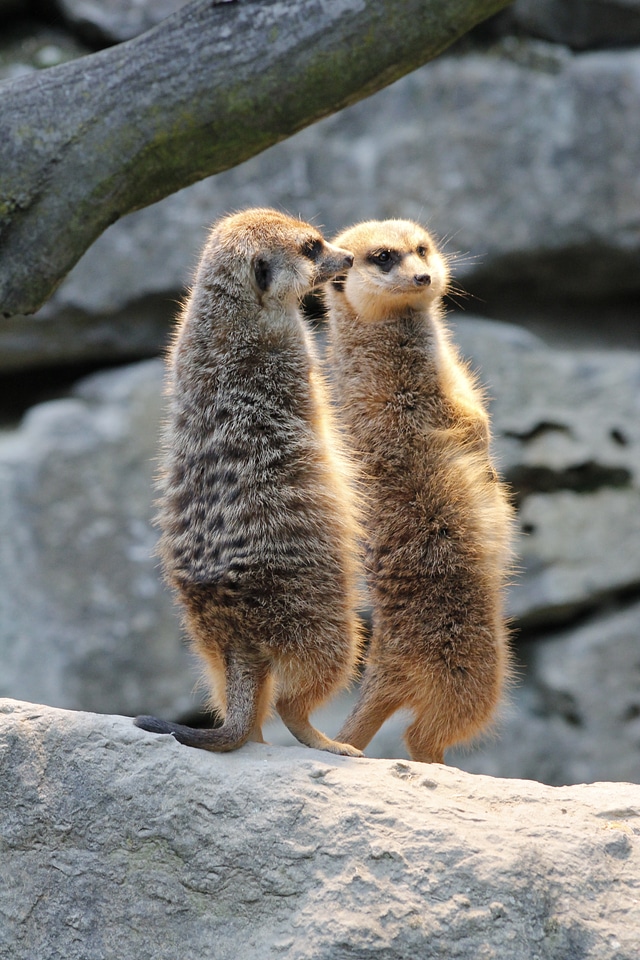 Nature animals mammal