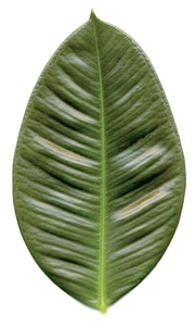 Nature cut out rubber