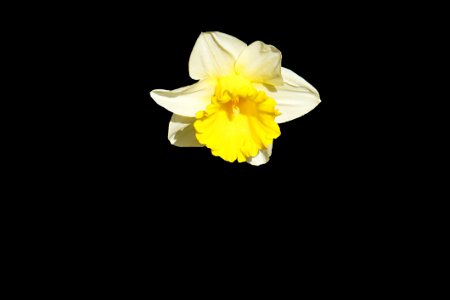 Yellow And White Petaled Flower photo
