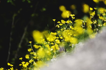 Yellow Flowers In Tilt Shift Lens Photography photo