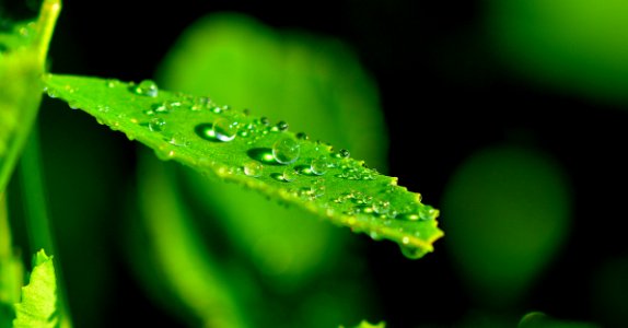 Droplets On Green Leaf In Close Up Photograph