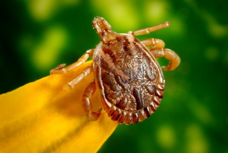 Tick On Leaf
