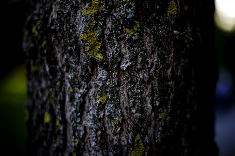 Tree Trunk With Green Moss