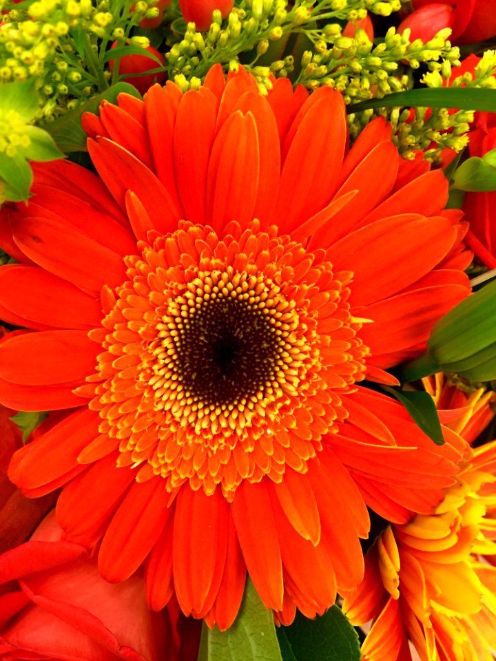 Orange And Black Petaled Flower In A Close Up Photography During Daytime