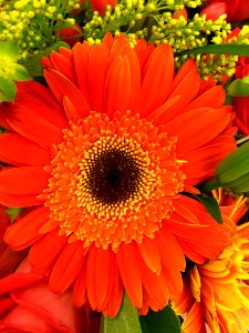 Orange And Black Petaled Flower In A Close Up Photography During Daytime photo