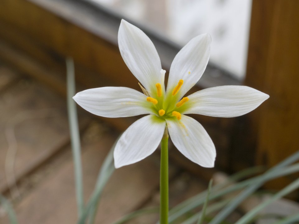 White 6 Petal Flower In Close Up Photography