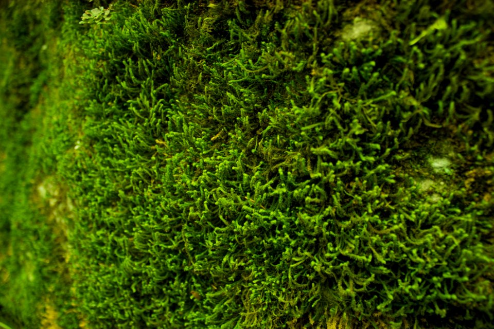 Green Moss Close Up