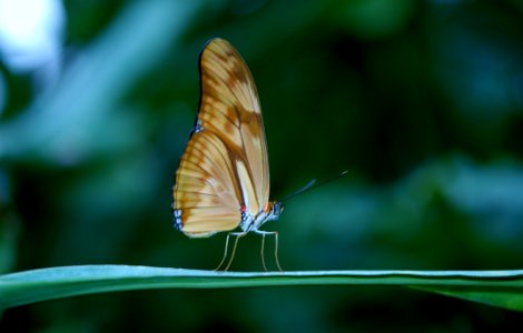 Brown Butterfly On Green Plant Leaf photo