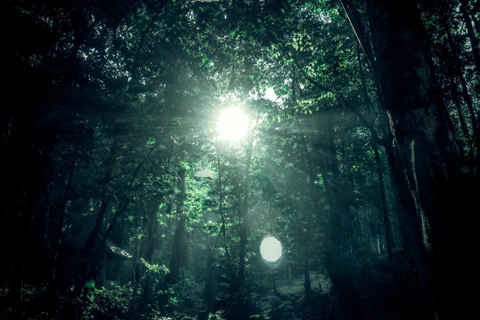 Green Rainforest Under Sunny Day