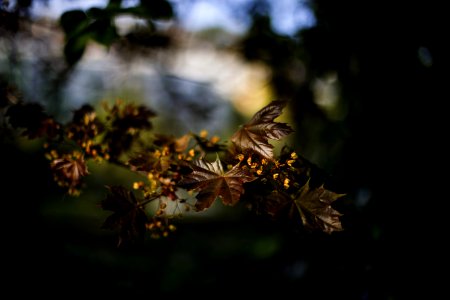 Brown Leaf Plant