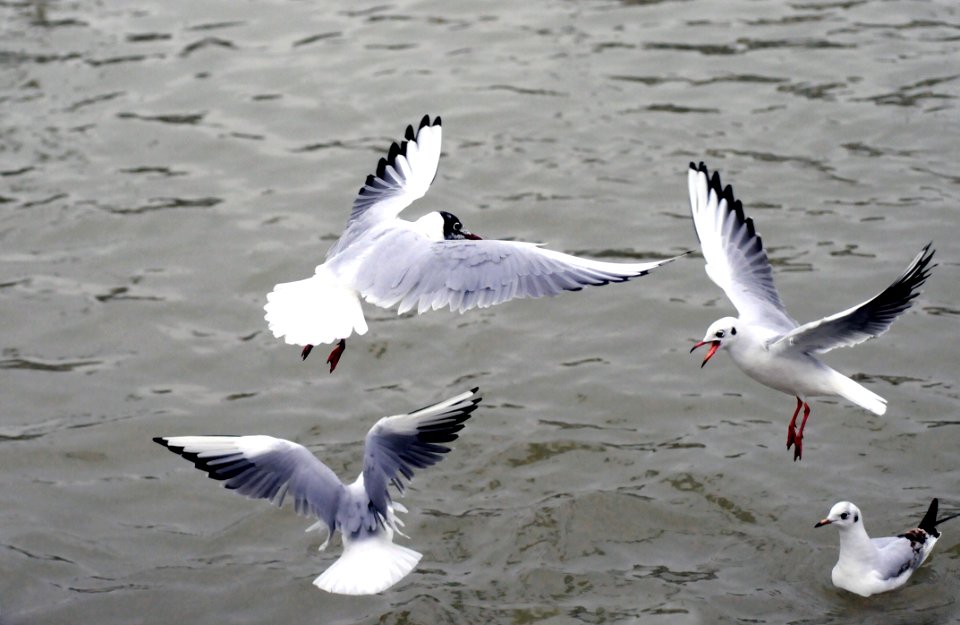 Seagulls Over Water