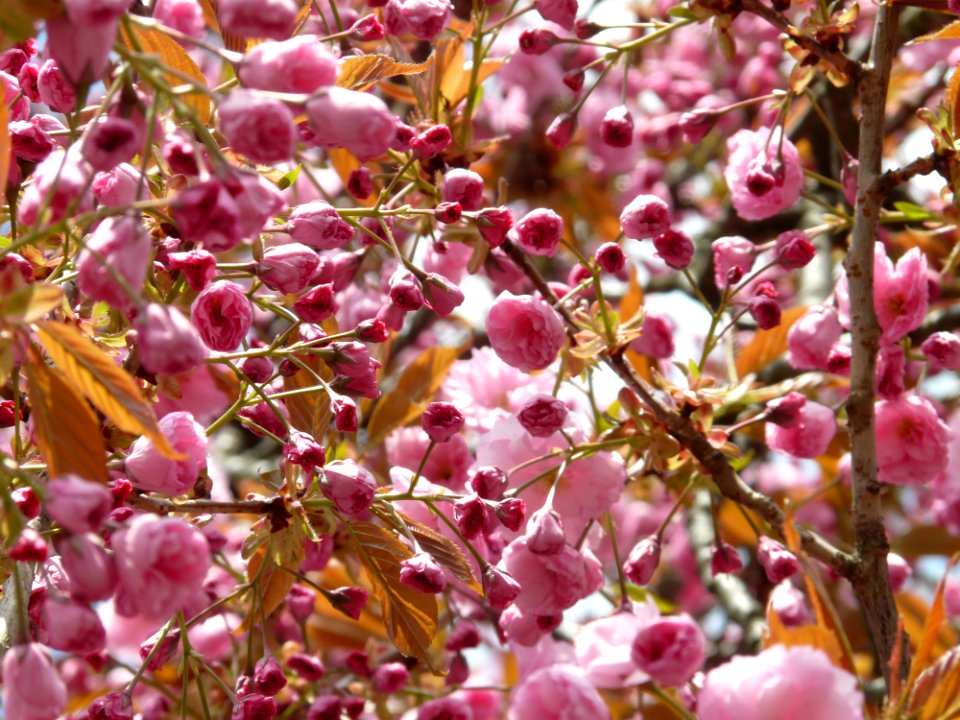 Pink Blooms On Branches
