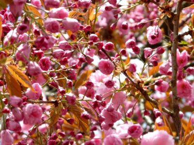 Pink Blooms On Branches