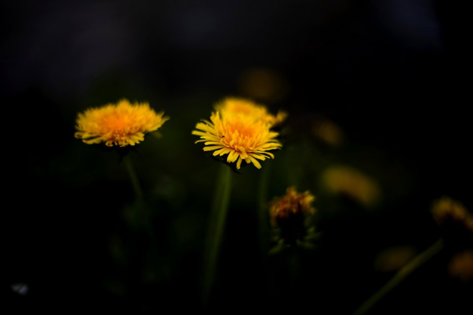 Close Up Photo Of Yellow Petaled Flower