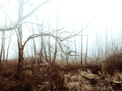 Foggy Field And Forest photo