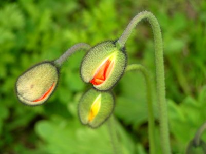 Green Plant