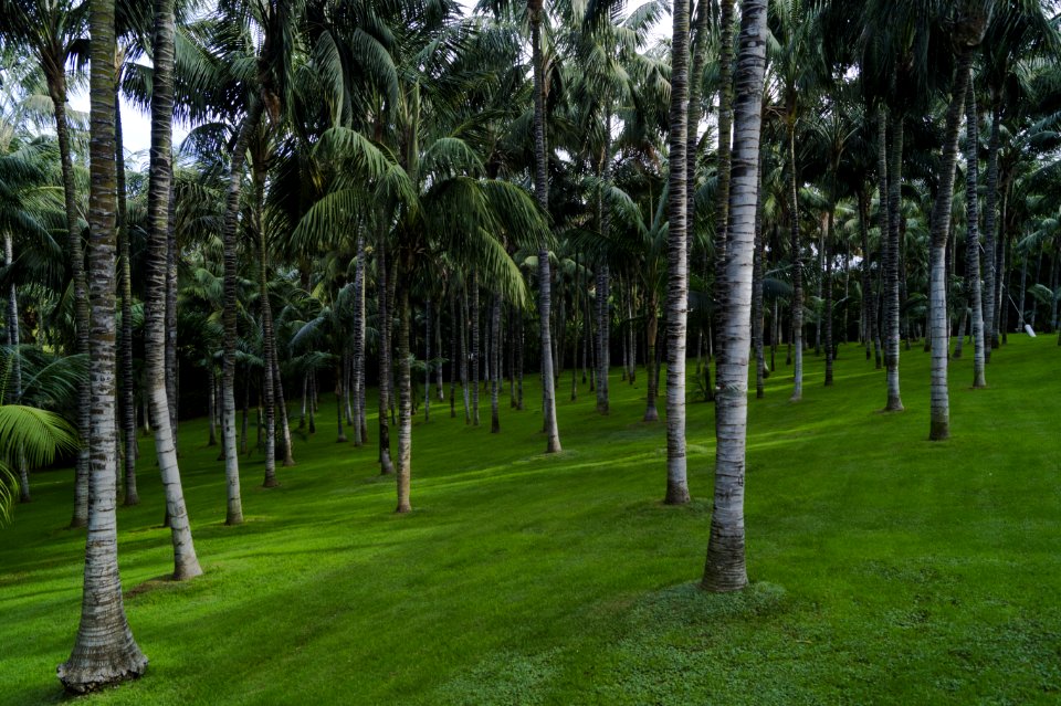Trees On Green Lawn