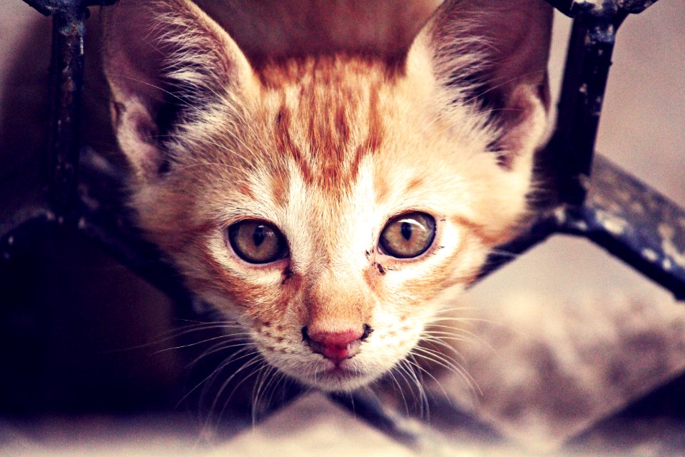 Indoor Cat Portrait