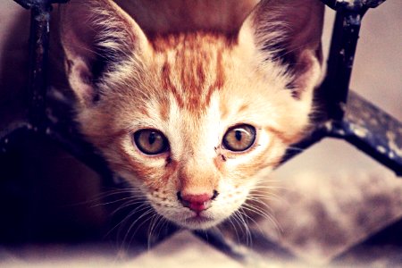 Indoor Cat Portrait photo