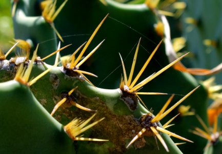 Cactus Thorns photo