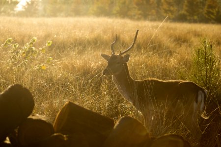 Brown Deer Surrounded By Grass During Sunset photo