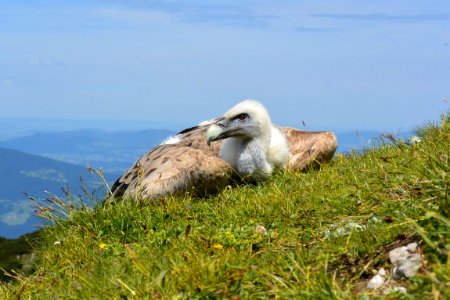 Vulture Bird On Hillside