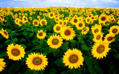 Sunflower Field Under Blue Sunny Sky photo