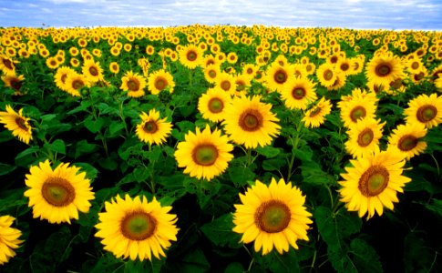Sunflower Field Under Blue Sunny Sky