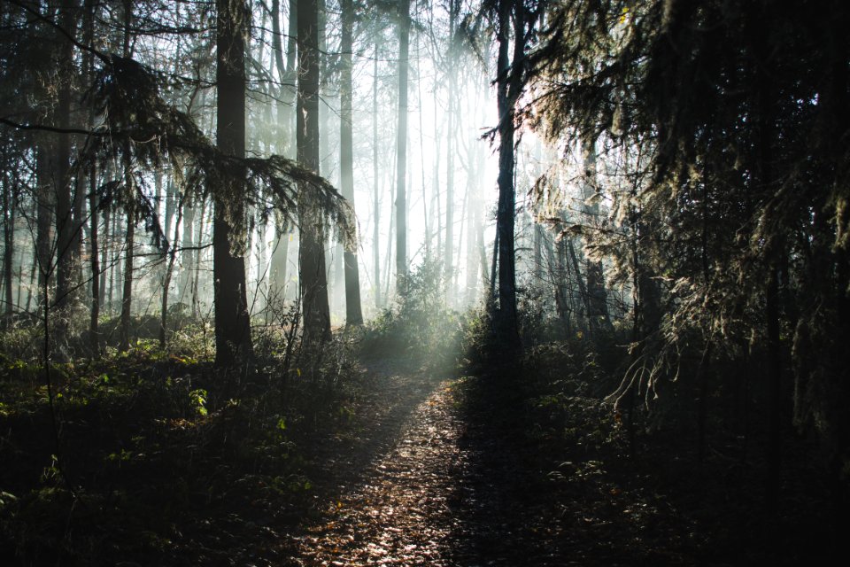 Foggy Forest At Dawn
