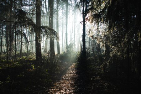 Foggy Forest At Dawn photo