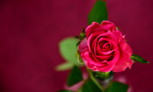 Red Rose Bloom photo