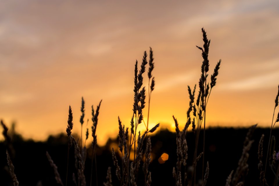 Brown Wheat During Sunset
