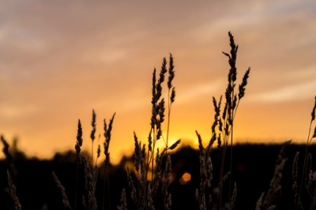 Brown Wheat During Sunset photo