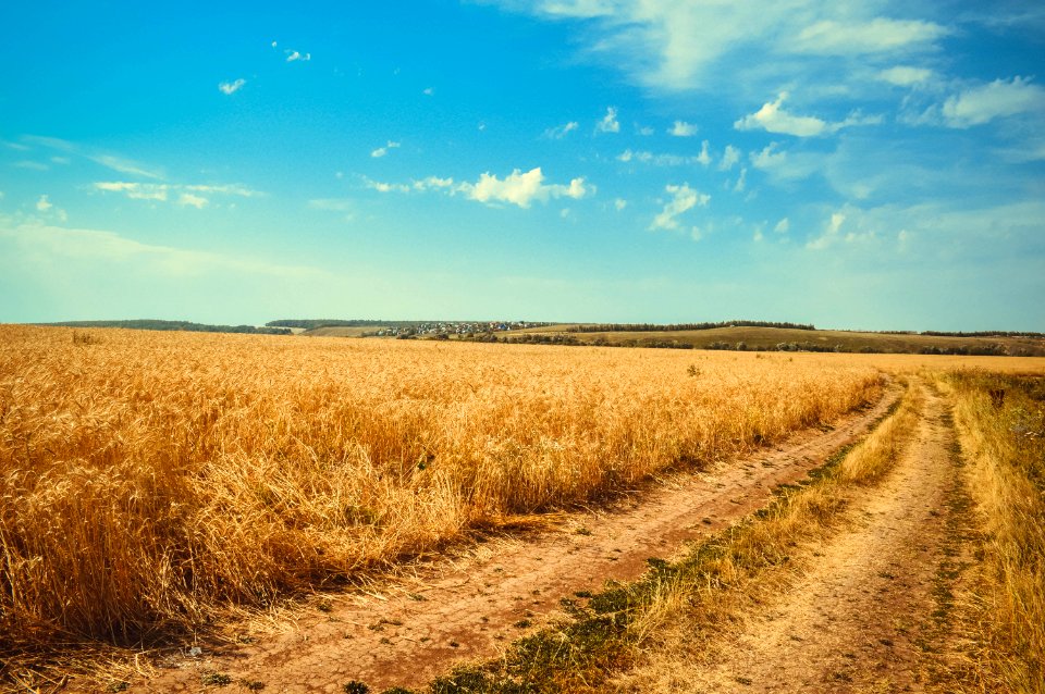 Brown Wheat Field Under White Clouds Blue Sky photo