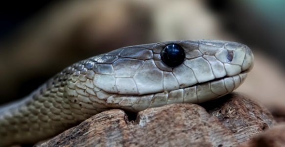 Snake Close Up photo