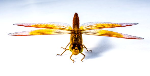 Close Up Image Of Red Yellow Black And Brown Dragonfly